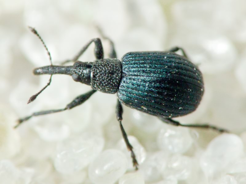 Holotrichapion (Apiops) pullum (Gyllenhal, 1833)